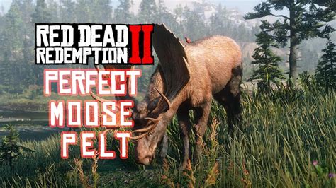 moose pelt rdr2|More.